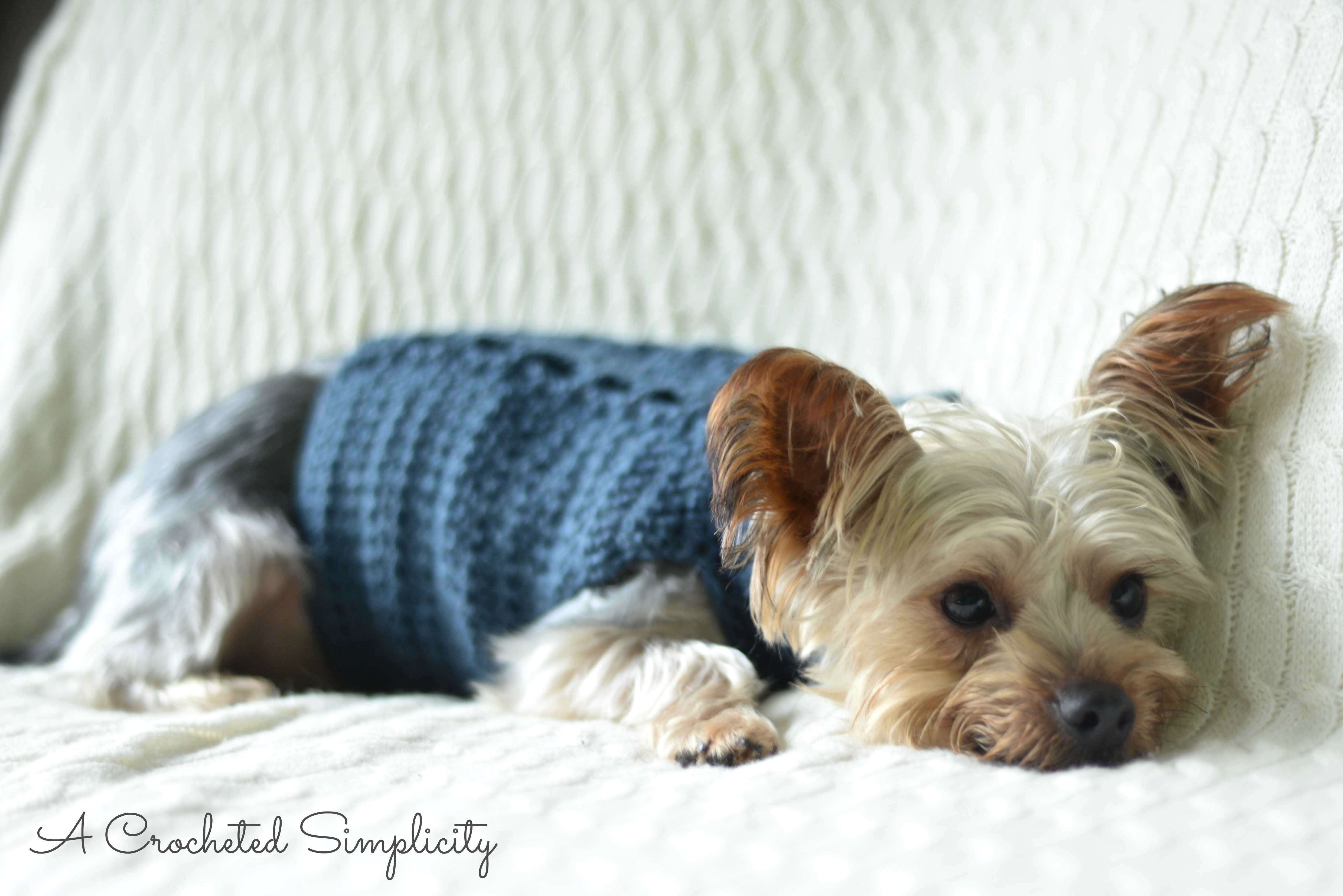 Free Crochet Dog Sweater Pattern Free Charity Crochet Pattern Cabled Dog Sweater A Crocheted