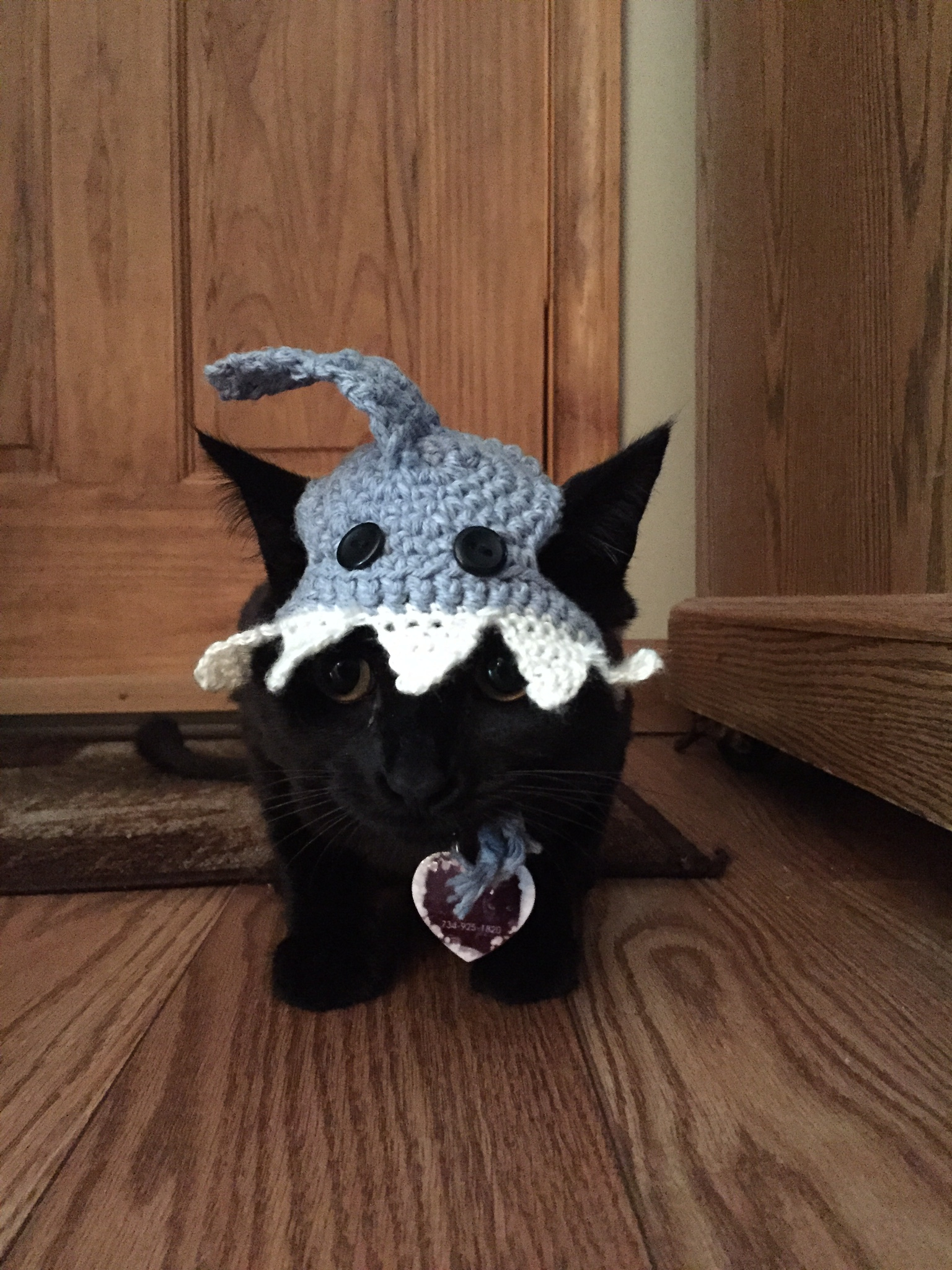 Free Crochet Shark Hat Pattern Diy Crochet Cat Shark Hat Stingy Thrifty Broke