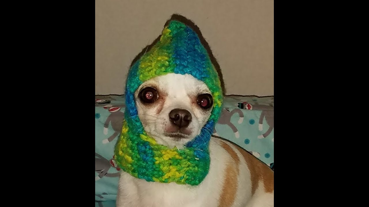 Puppy Dog Crochet Hat Pattern Crochet Chihuahua Hat Tutorial How To Crochet A Dog Hat Youtube
