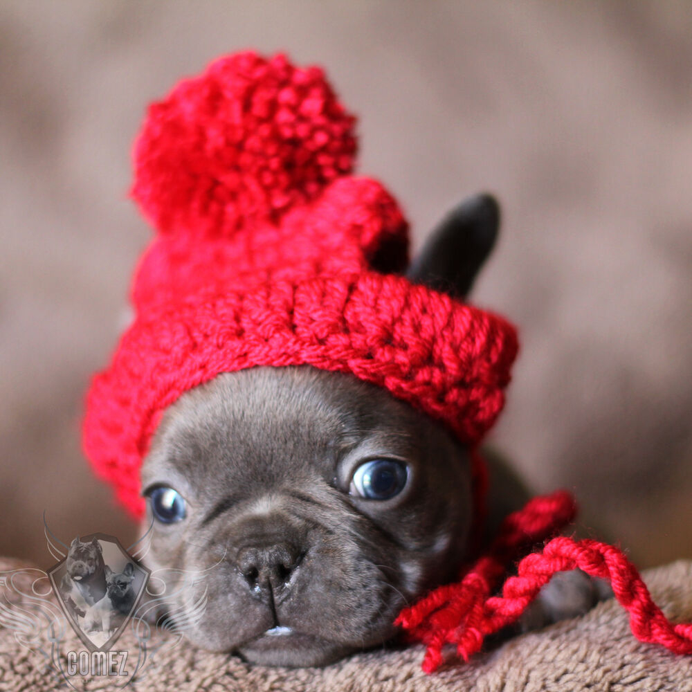 Puppy Dog Crochet Hat Pattern Handmade Crochet Pet Clothes Small Dog Breed French Bulldog Hat