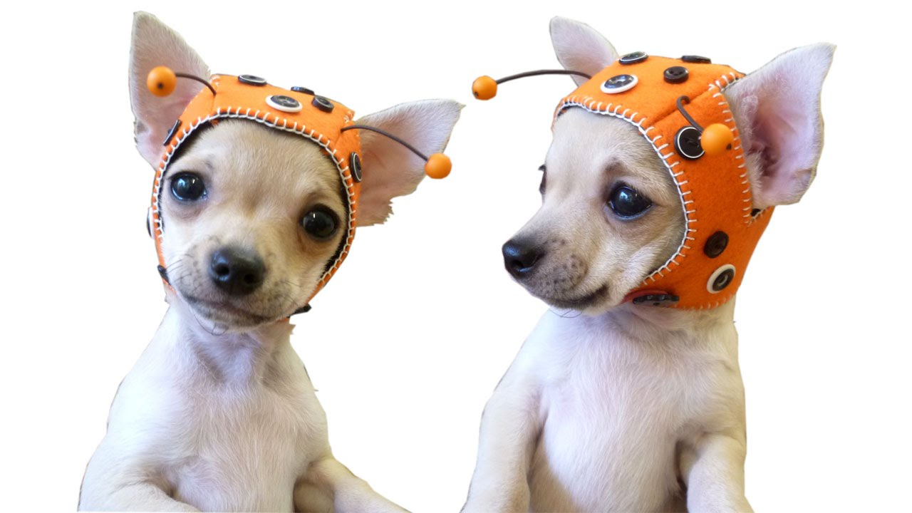 Puppy Dog Crochet Hat Pattern Ladybug Cap For Chihuahua Puppy Free Pattern With Lisa Pay Youtube