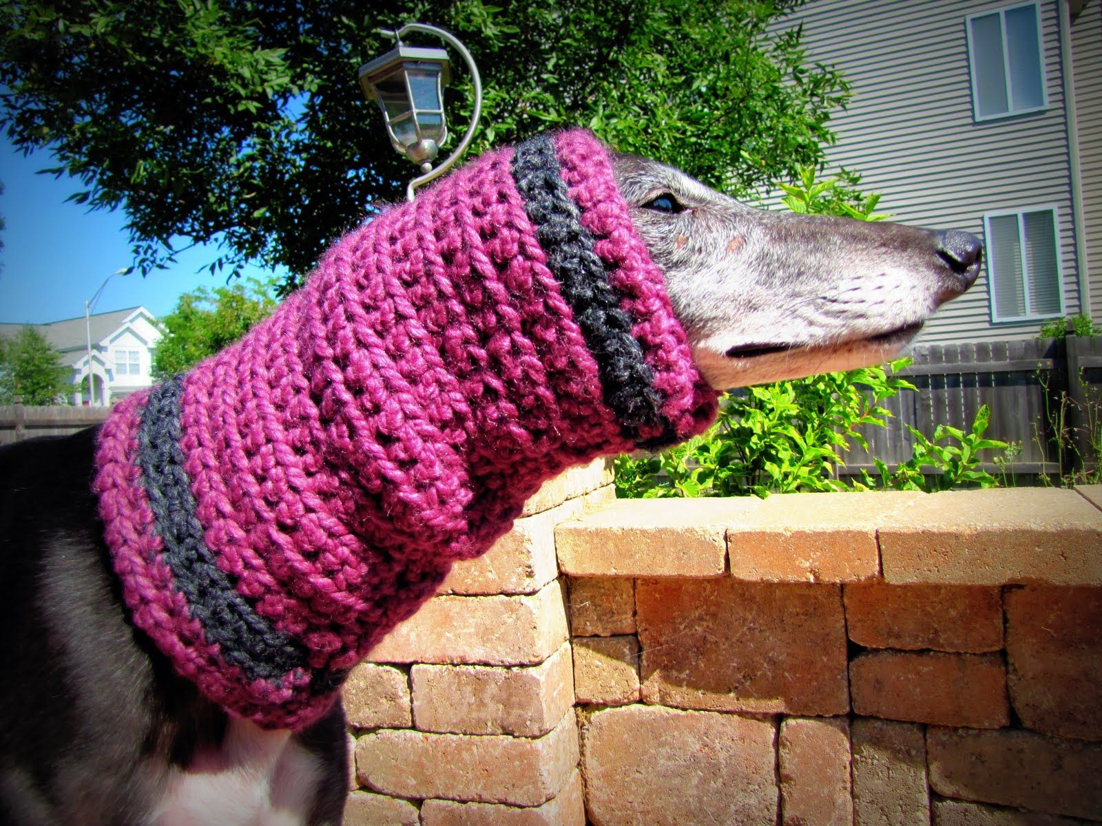 Snood Crochet Pattern Greyhound Snood Google Search Canine Crochet Pinterest Dog